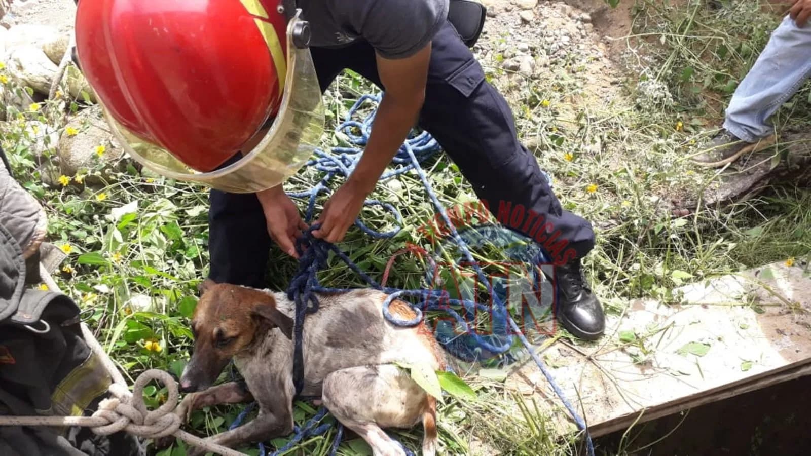 Rescatan bomberos dos perros que cayeron a un pozo