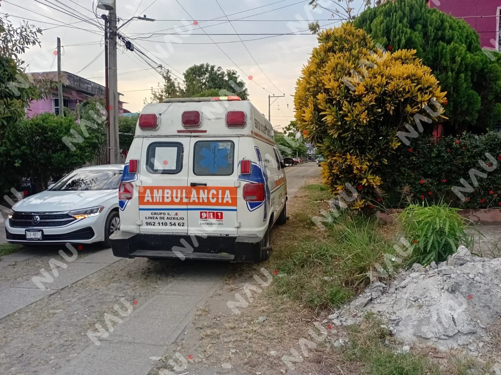 Mapache ataca a mujer cuando alimentaba a su mascota en Tapachula