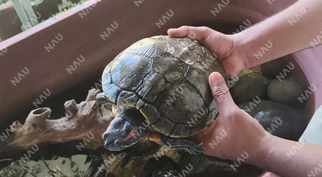 Tortugas de la Costa de Chiapas, en peligro por consumo y pérdida de hábitat