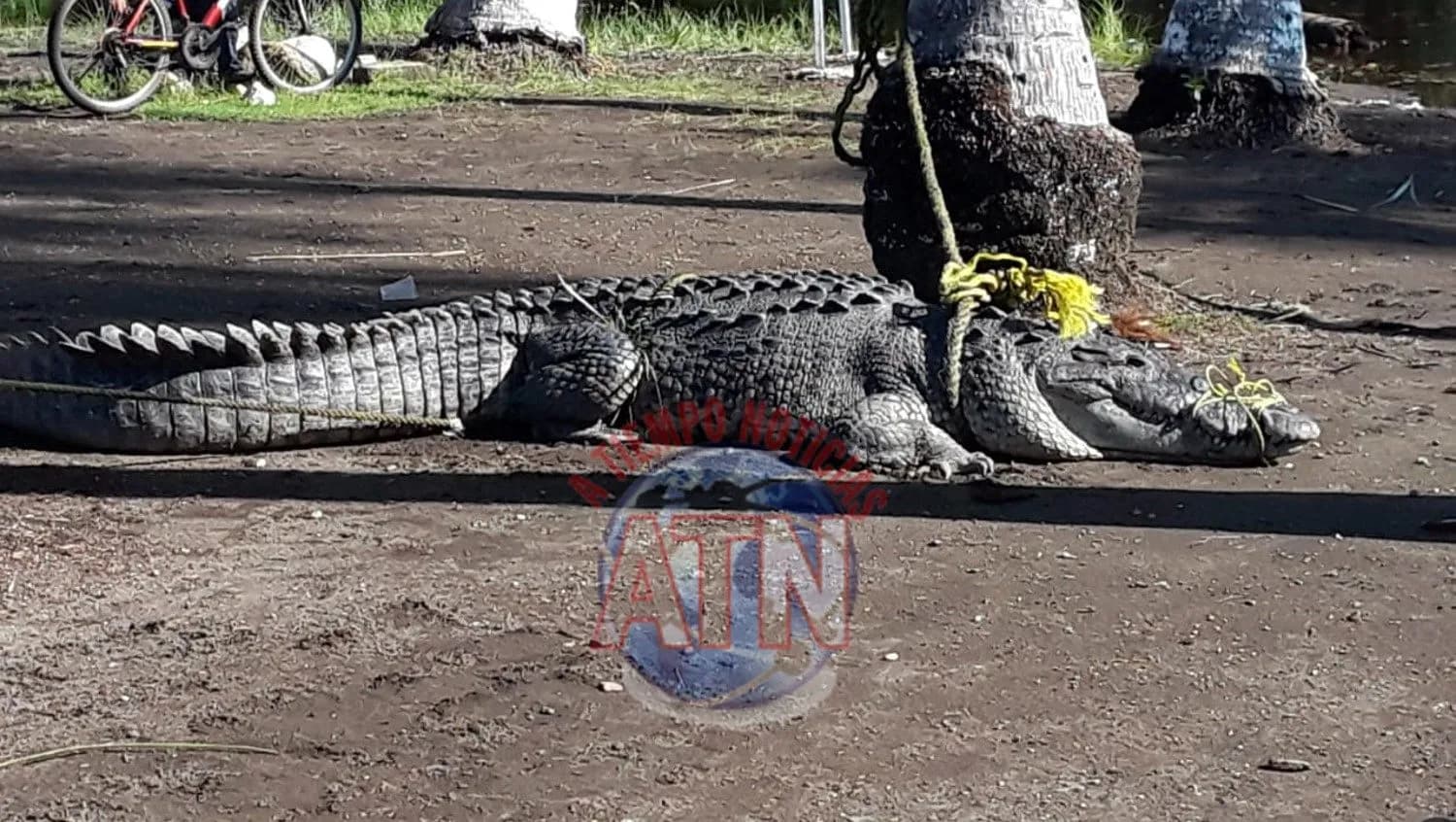 Matan al cocodrilo de tres metros