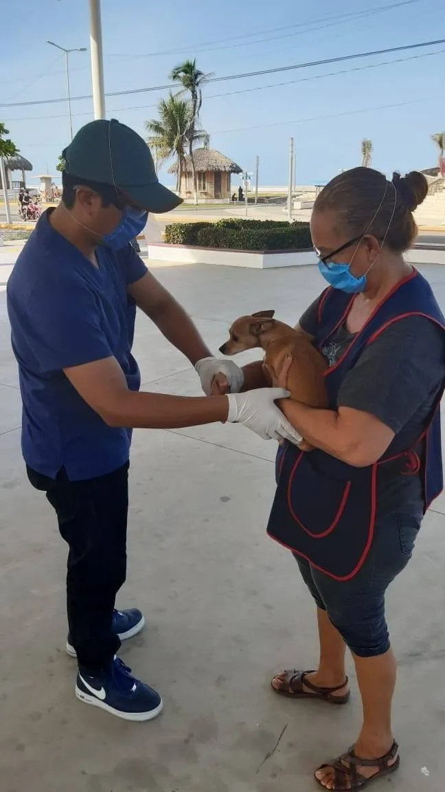 INICIA CAMPAÑA DE VACUNACION ANTIRRÁBICA EN TAPACHULA.