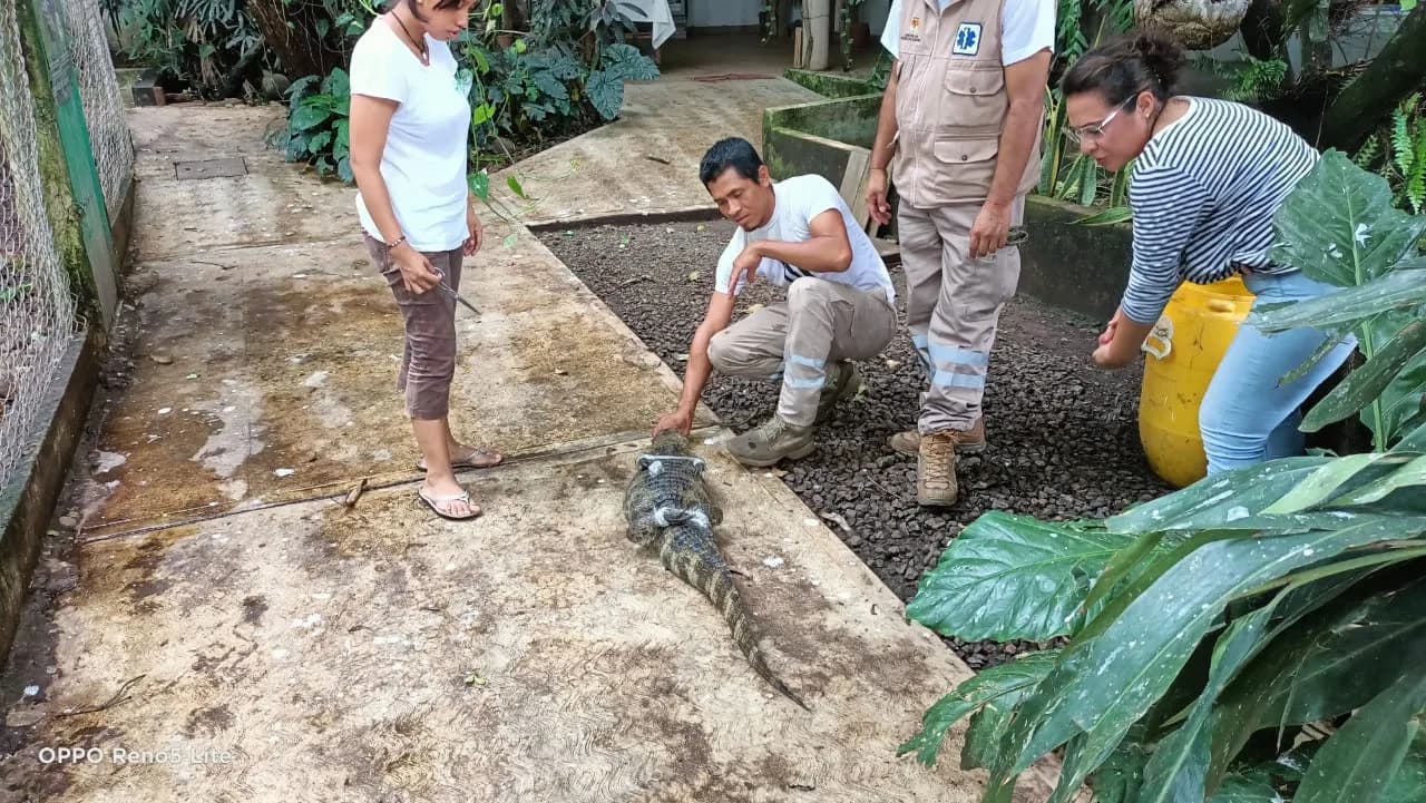 PROTECCIÓN CIVIL CAPTURA LAGARTO EN ESTACIONAMIENTO DE TIENDA DE AUTOSERVICIO EN TAPACHULA