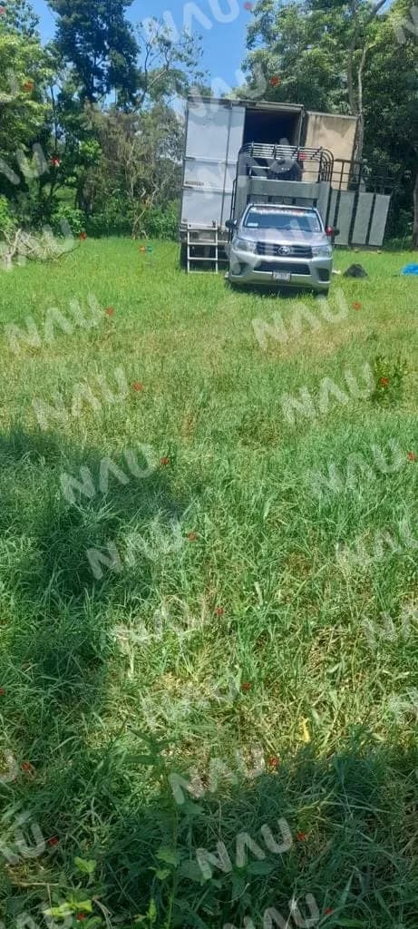 Reportan tráiler con olores fétidos