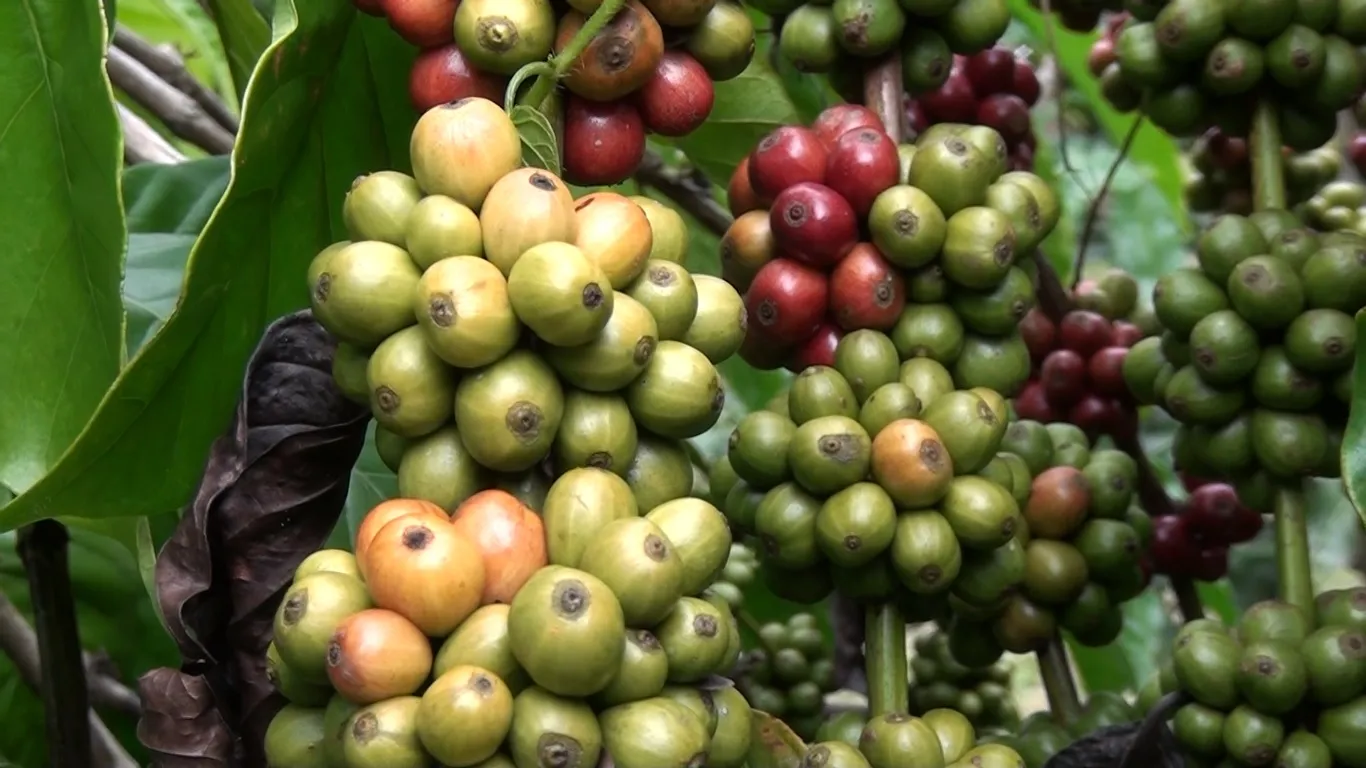 Inyectan 1,800 mdp al campo chiapaneco para impulsar producción agrícola y ganadera