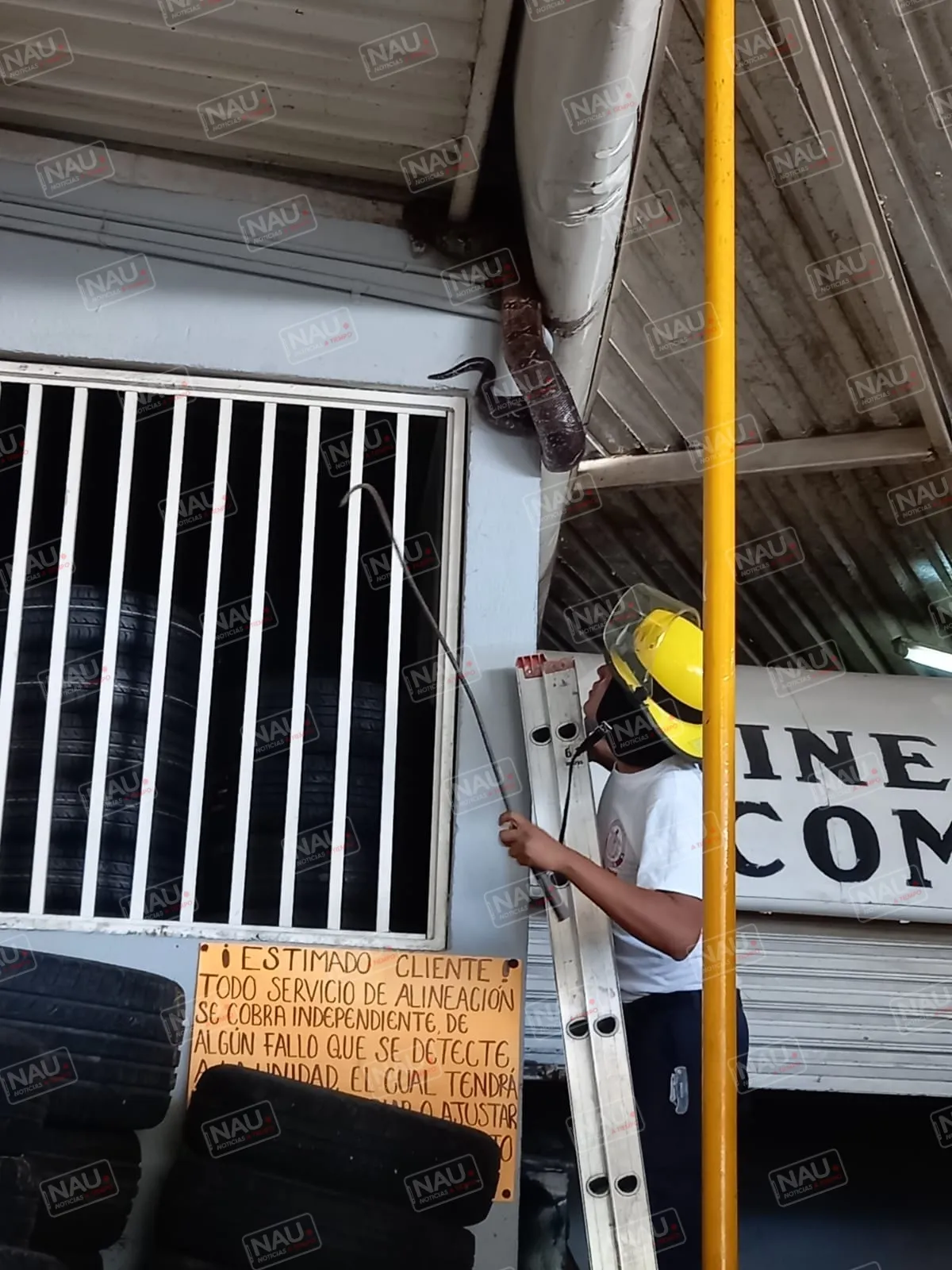 Bomberos captura serpiente mazacuata