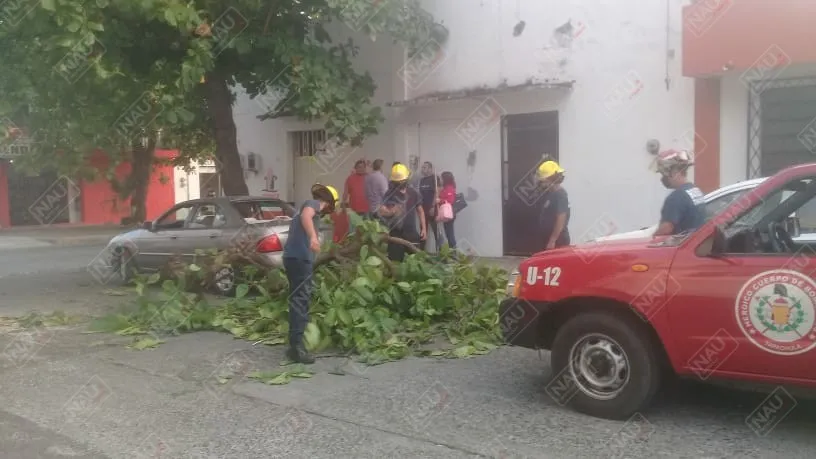 Cae árbol encima de un vehículo