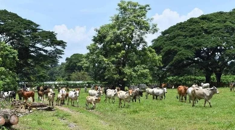 🐄⚠️ GANADEROS DEL SOCONUSCO DENUNCIAN DIFICULTADES PARA MOVILIZAR SU GANADO