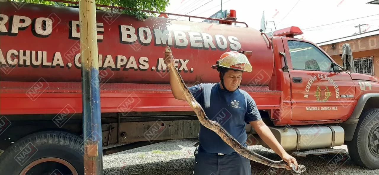 Culebra entra a una casa y causa zozobra
