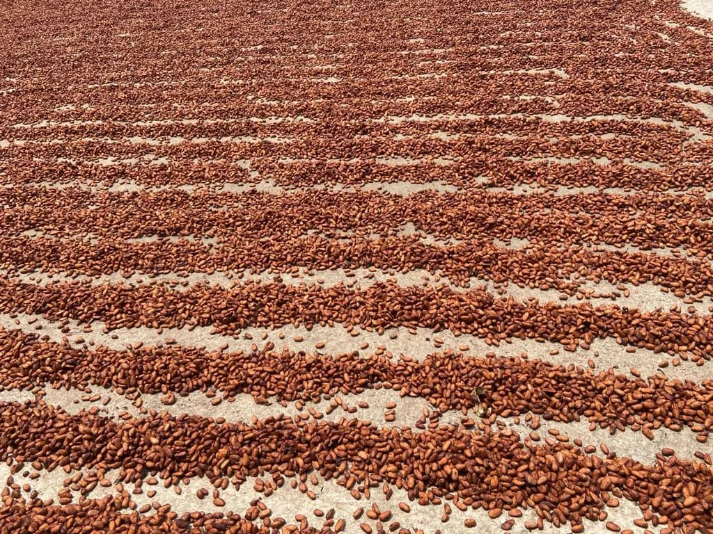 Más De 14 Mil Hectáreas De Cacao Recuperadas En El Soconusco