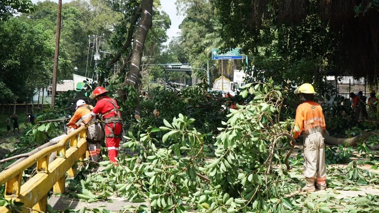 PROTECCIÓN CIVIL TAPACHULA PODA ÁRBOLES SOBRE CENTRAL ORIENTE