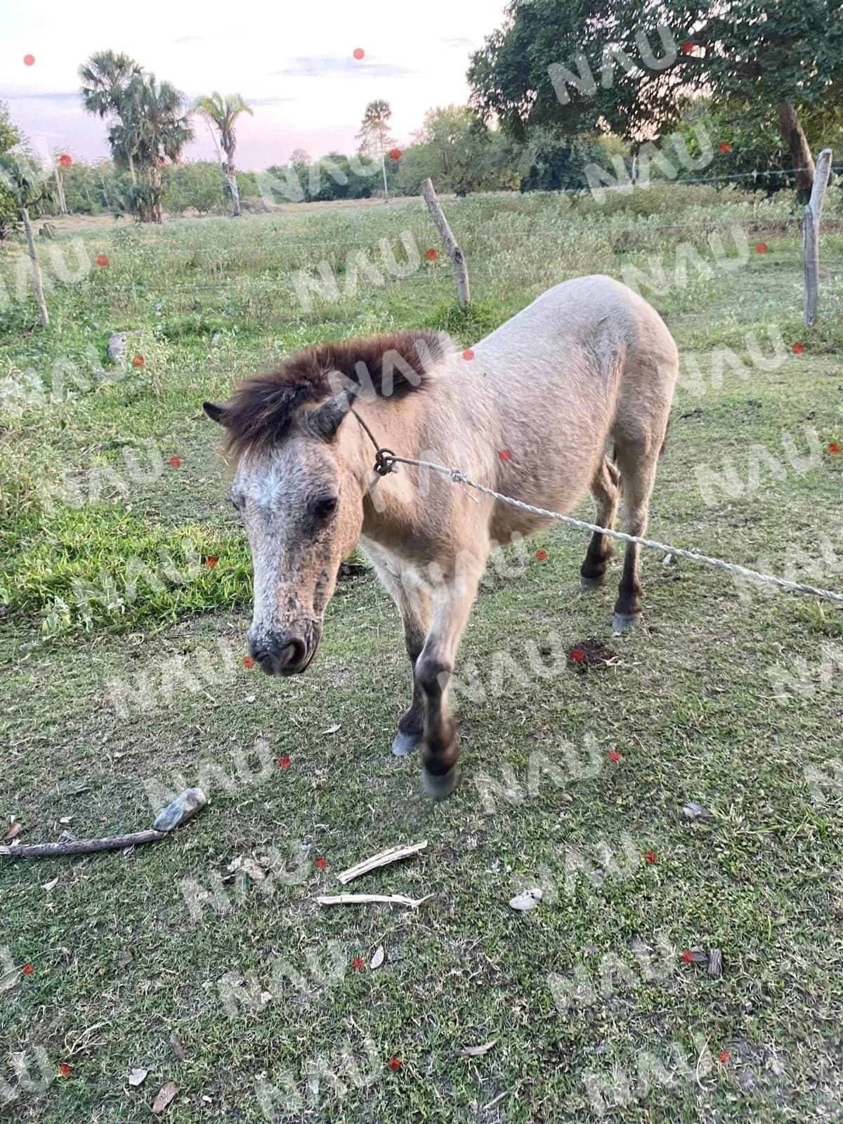 Delincuentes abandonan el caballo pony en un callejón