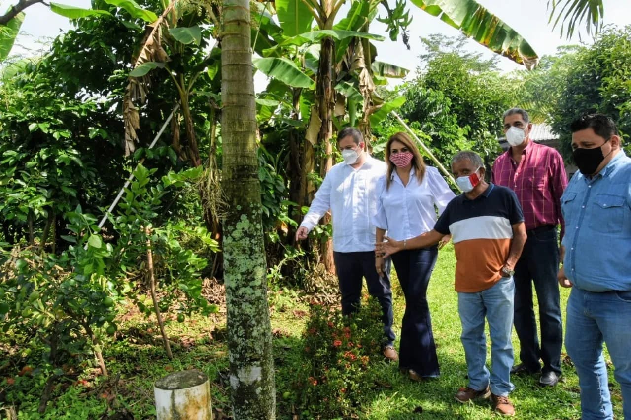 IMPULSAN CERTIFICACIÓN ORGÁNICA PARA PRODUCTORES DE TAPACHULA