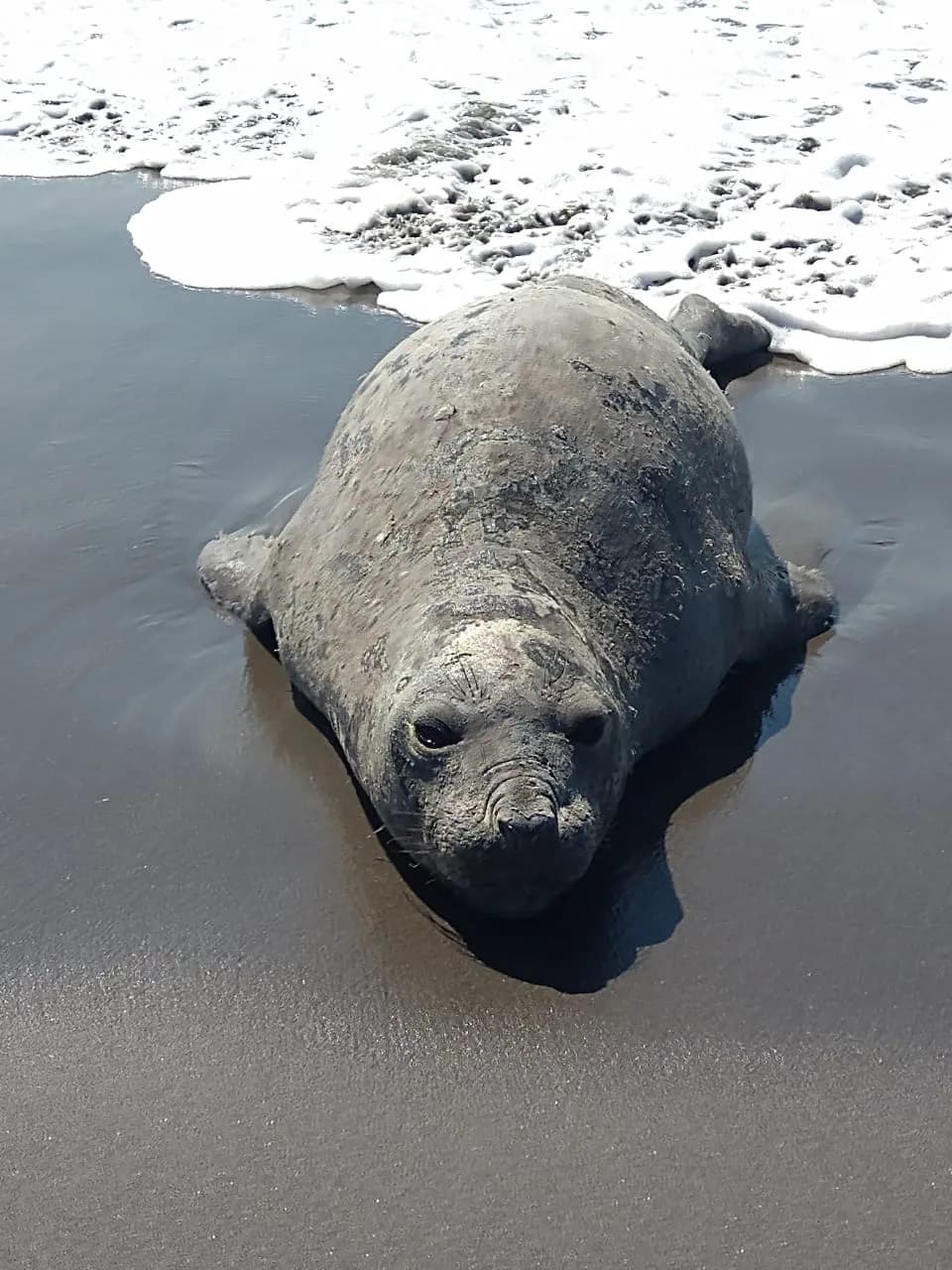 La Secretaría de Marina–Armada de México coadyuva con otras dependencias para la seguridad de un elefante marino