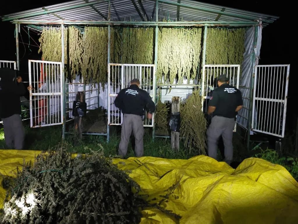 FGR EJECUTA CATEO Y ASEGURA UN PLANTÍO DE MARIHUANA