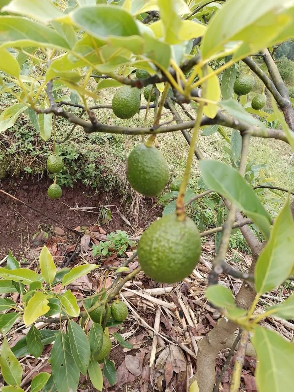 Inicia Comercialización De Aguacate Orgánico En La Sierra De Chiapas