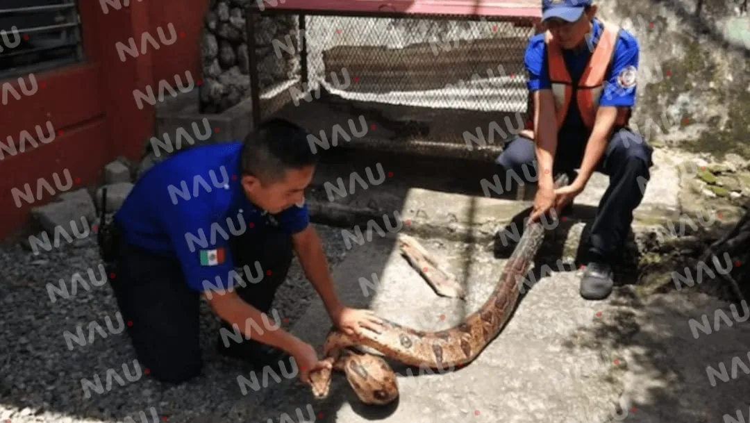 Bomberos capturan reptil dentro de un domicilio