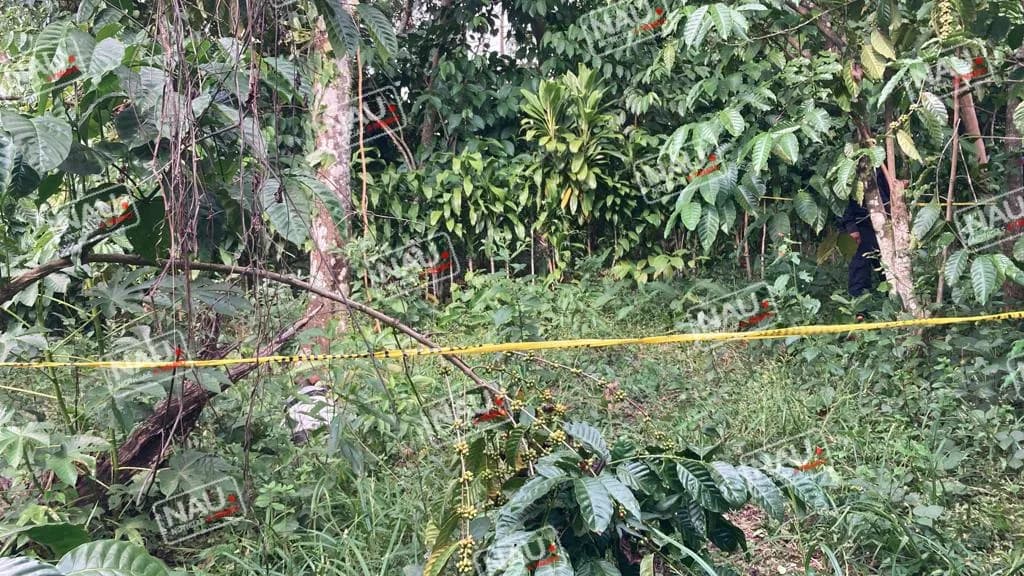 Campesino falleció al caer de un árbol de naranja.