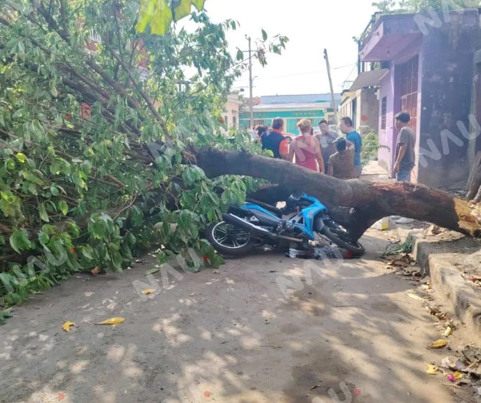 Árbol colapsa y deja a motociclista herido en la colonia La Joya