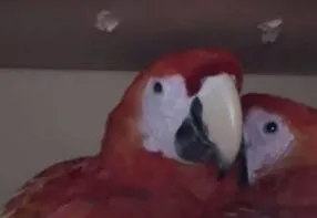 Detienen en Chiapas a presunto traficante de fauna exótica; rescatan monos araña y guacamayas.