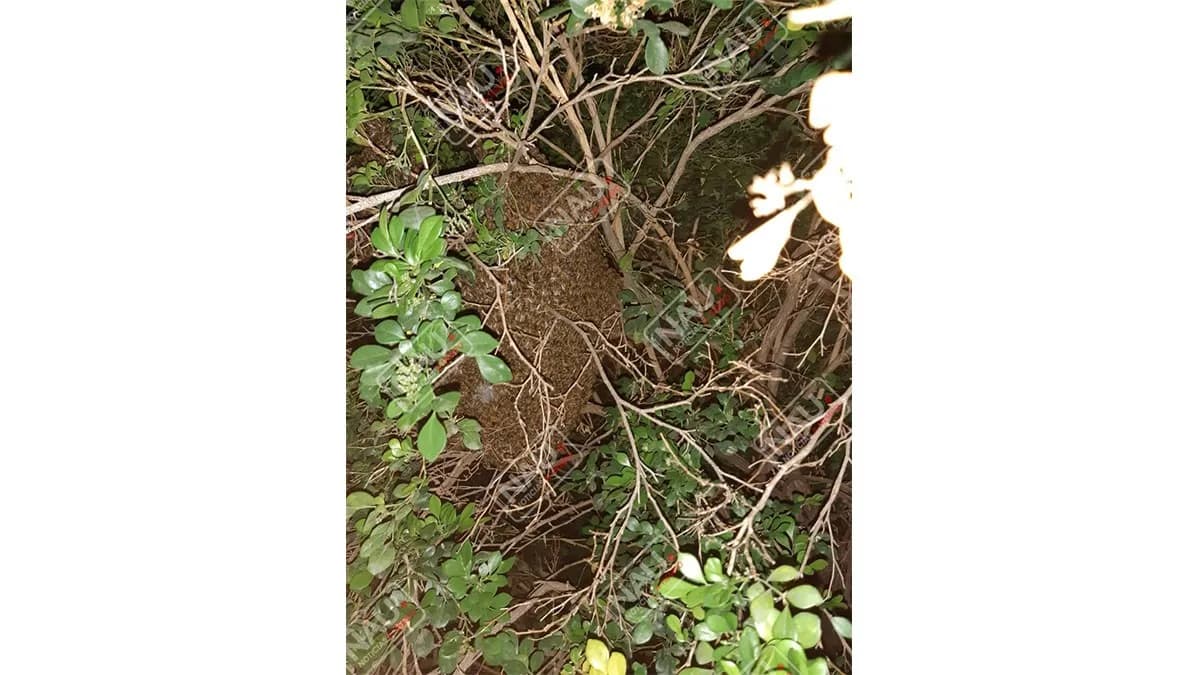 Bomberos destruye enjambre de abejas en la colonia Nuevo Mundo 3