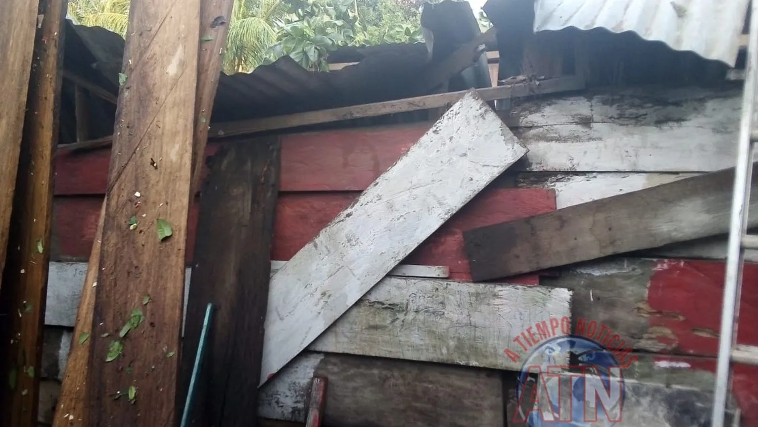Árbol de mango cae encima de una vivienda en Escuintla