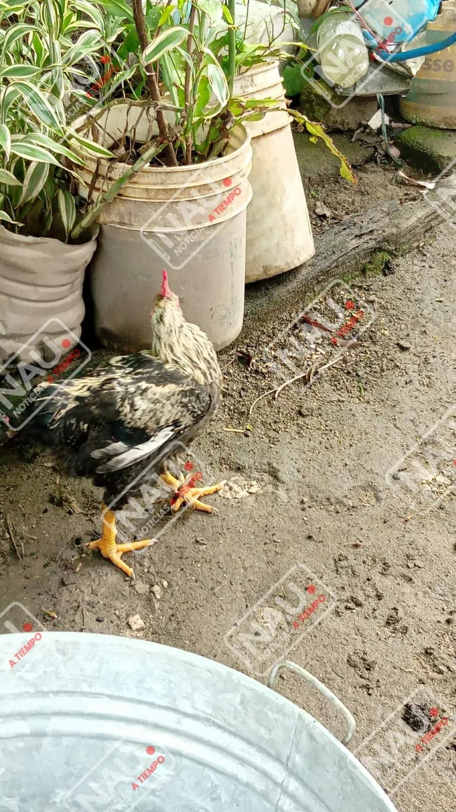 En el Barrio Olímpico de Mapastepec roban aves de corral