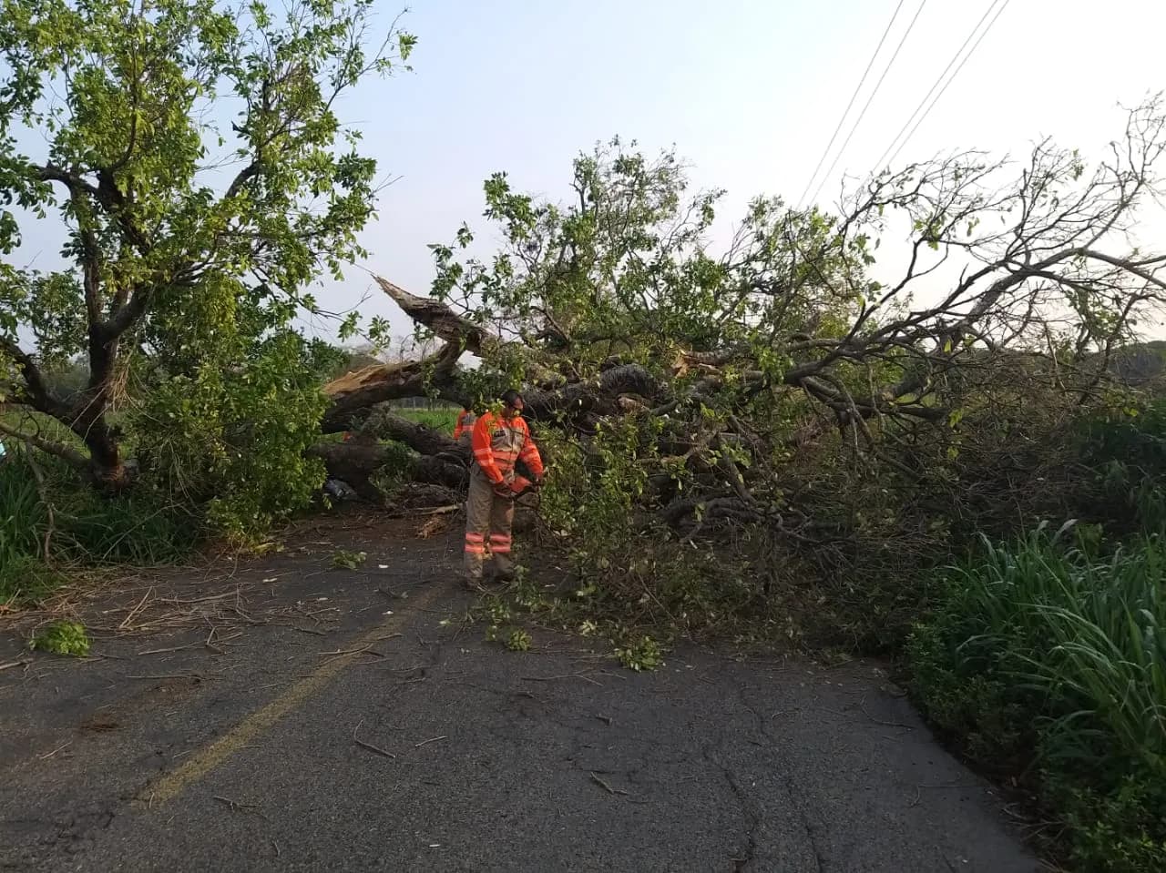 Retiran Árbol Que Cayó Sobre Carretera