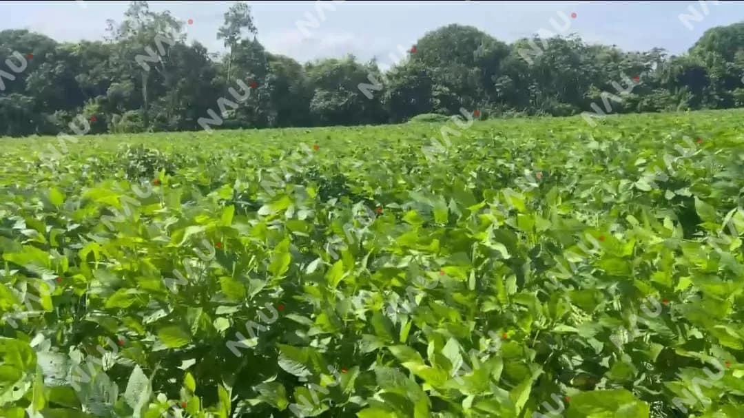 Impulsan plan para evitar la desaparición del cultivo de soya en Tapachula