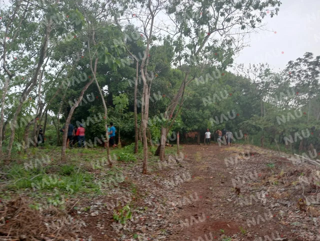 Cayó de un árbol de mango