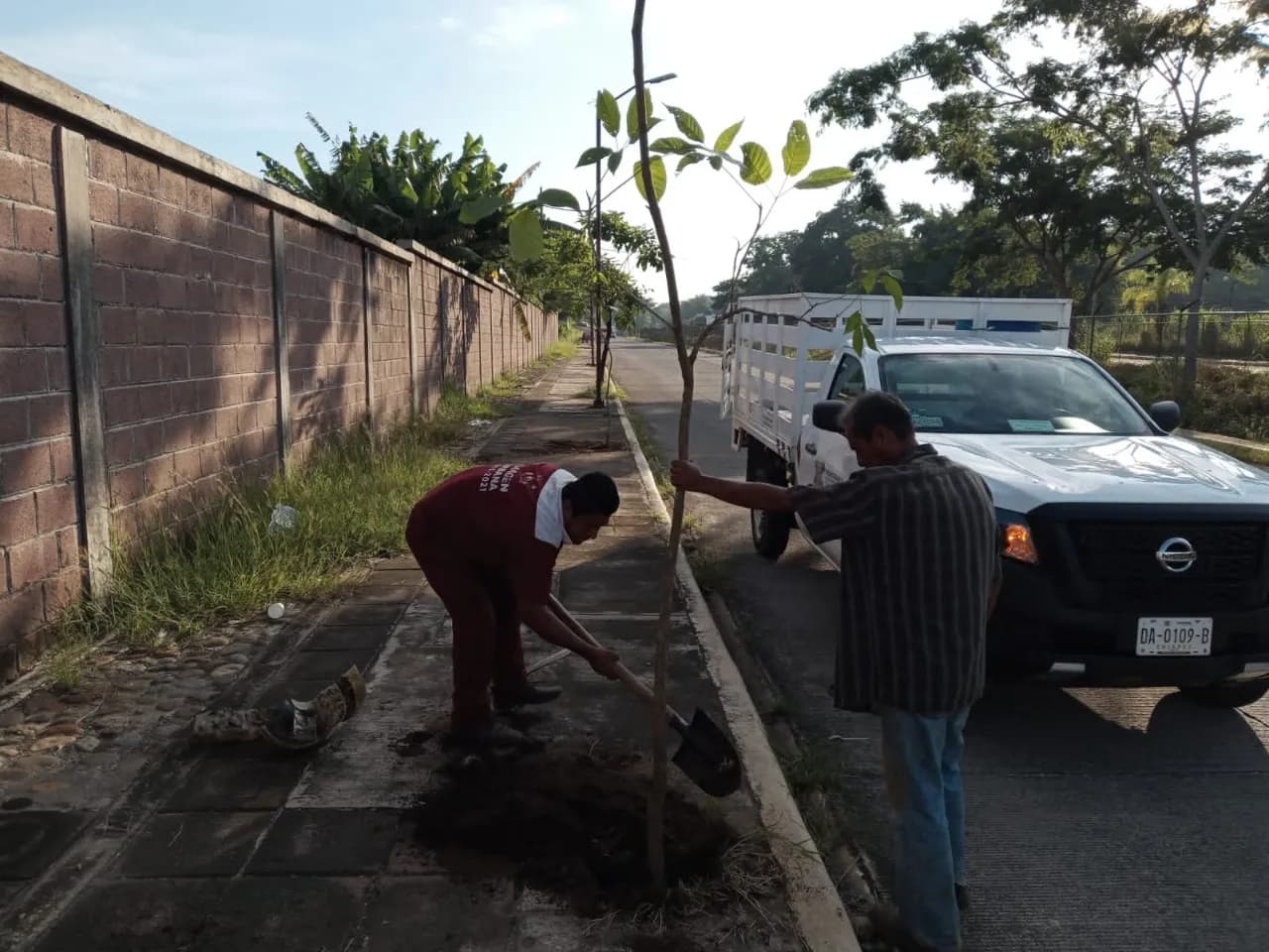 AYUNTAMIENTO REALIZA ACCIONES DE REFORESTACIÓN EN ZONA URBANA DE TAPACHULA