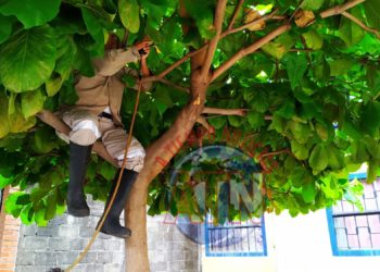 Enjambre de abeja ataca a personas en el Fraccionamiento La Primavera