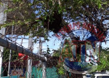 Abejas africanizadas ingresan a una escuela y ponen en riesgo a los estudiantes