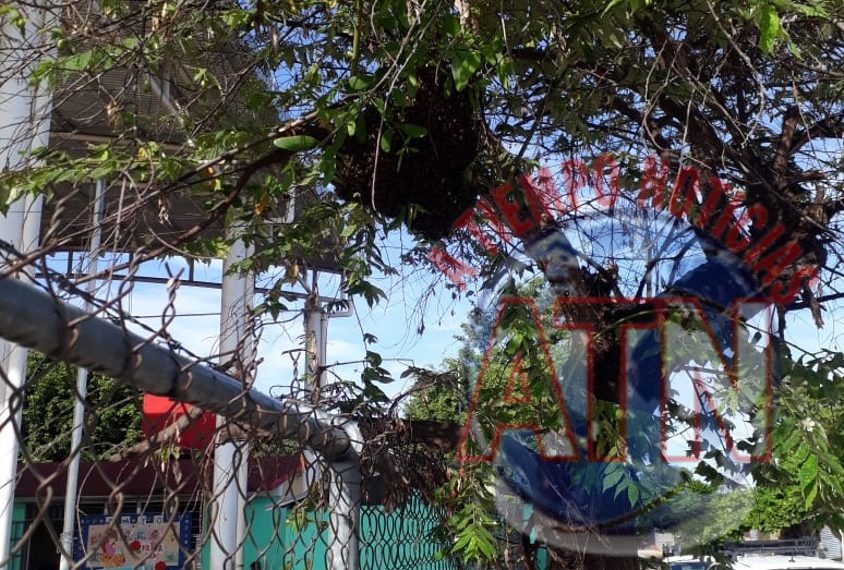 Abejas africanizadas ingresan a una escuela y ponen en riesgo a los estudiantes