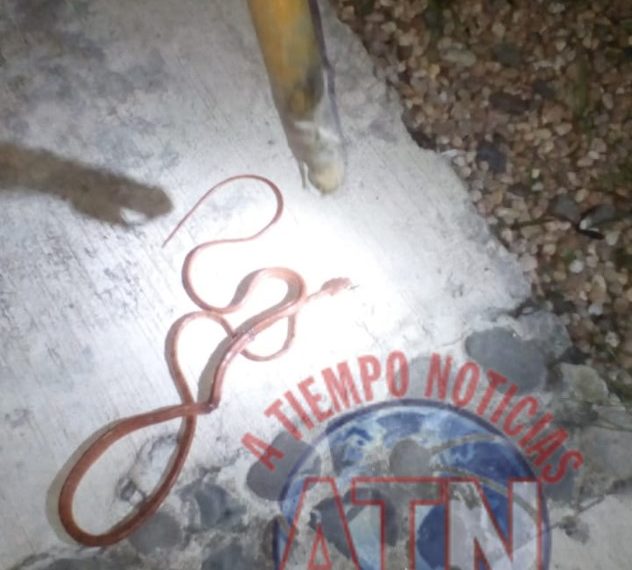 Capturan a serpiente venenosa