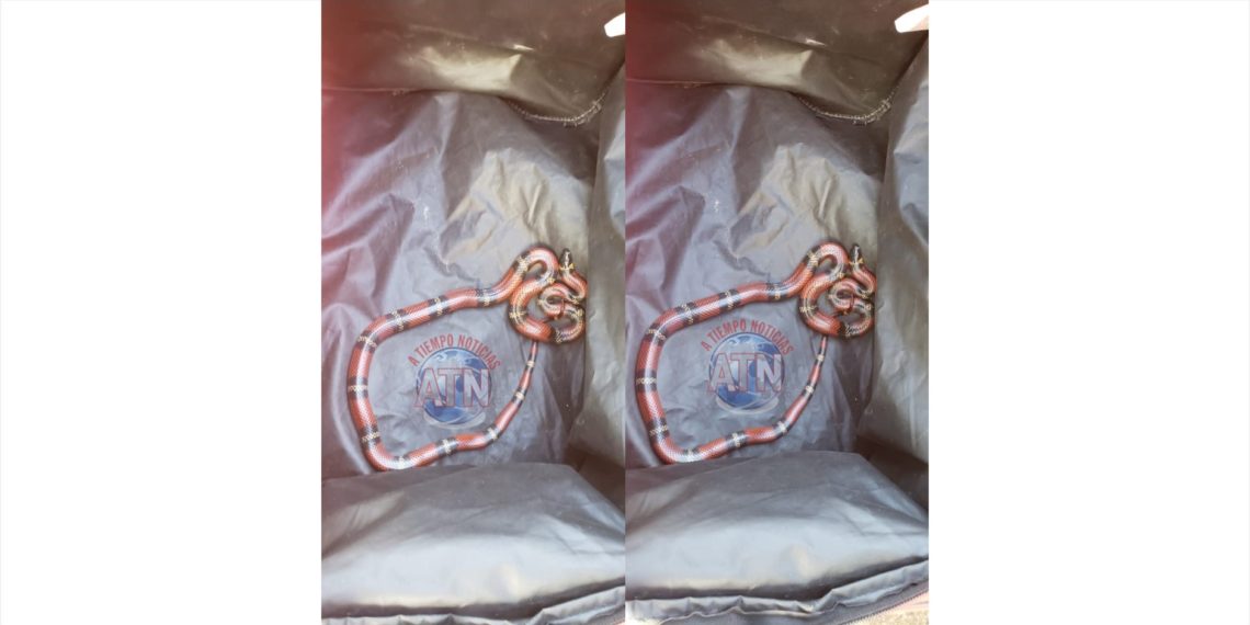 Falso coralillo aparece en calles del fraccionamiento Las Palmas