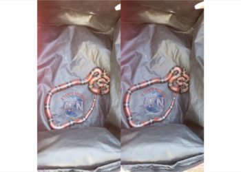 Falso coralillo aparece en calles del fraccionamiento Las Palmas