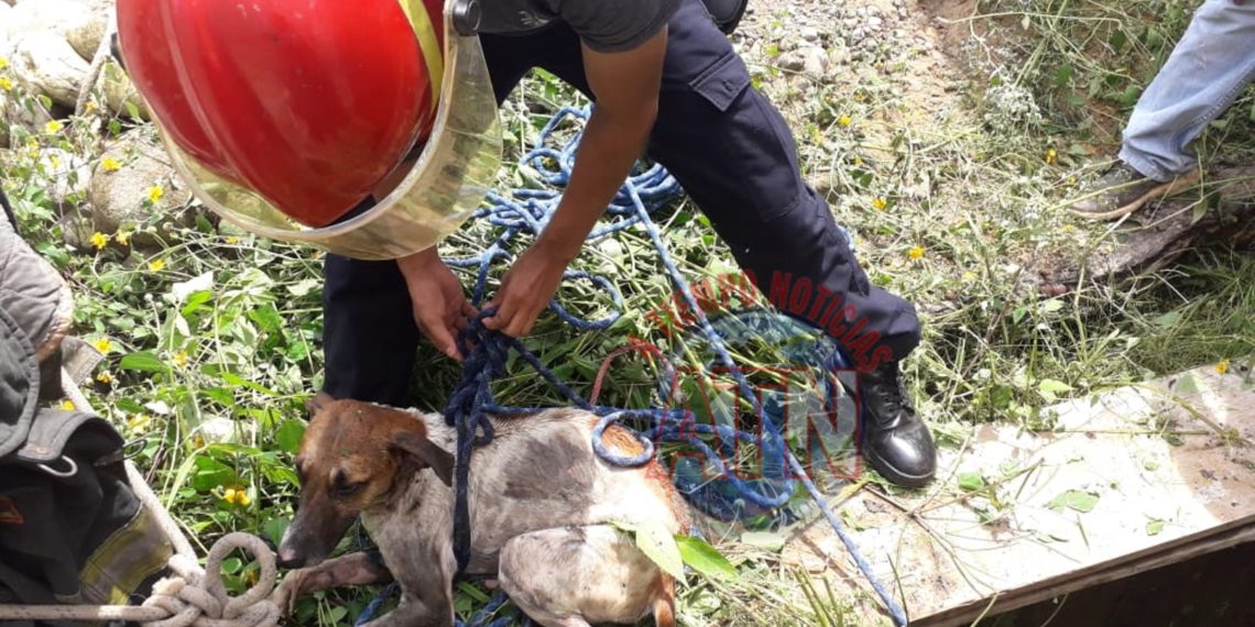 Rescatan bomberos dos perros que cayeron a un pozo