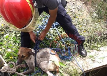 Rescatan bomberos dos perros que cayeron a un pozo