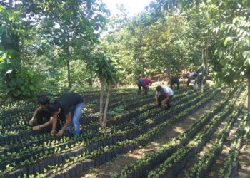 Rechazan Que Exista Corrupción En Programa Sembrando Vida De Unión Juárez