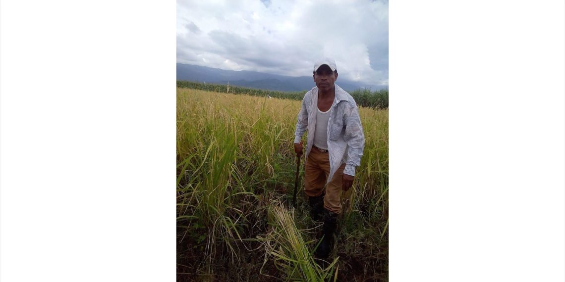 Se Reactiva Cultivo De Arroz En El Soconusco