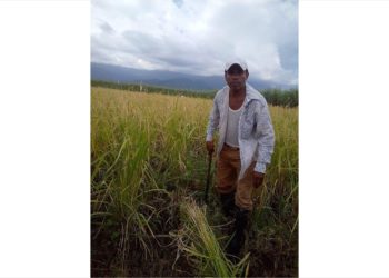 Se Reactiva Cultivo De Arroz En El Soconusco