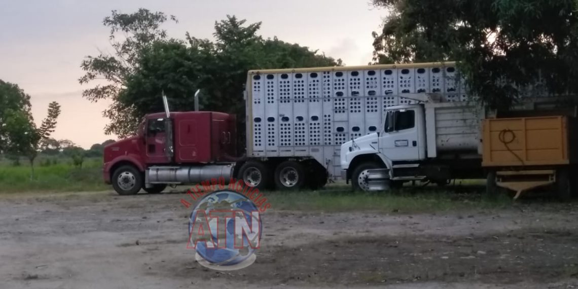 Aseguran más de 30 vehículos, armas y droga en los 5 ranchos cateados de Mazatán