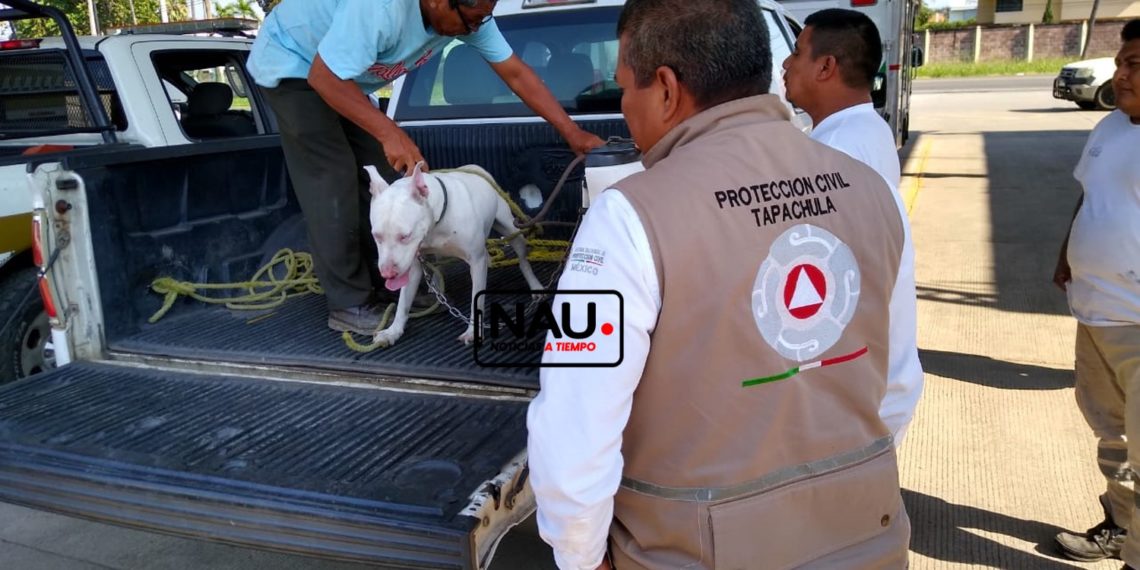 Un perro pitbull americano atacó a una familia en el Infonavit Xochimilco