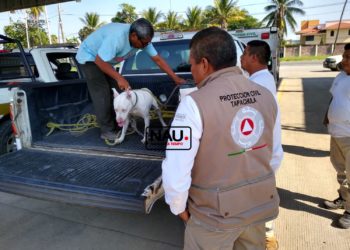 Un perro pitbull americano atacó a una familia en el Infonavit Xochimilco