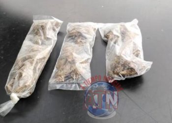 Le encontraron tres bolistas de marihuana