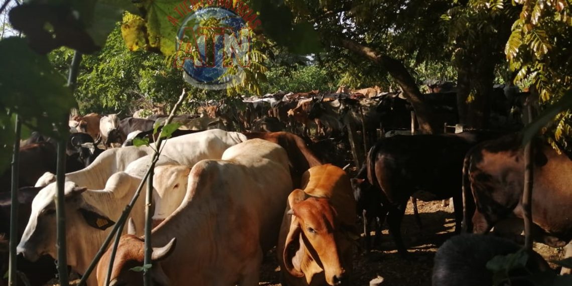 Asegura Fiscalía 341 semovientes en la región Costa de Chiapas