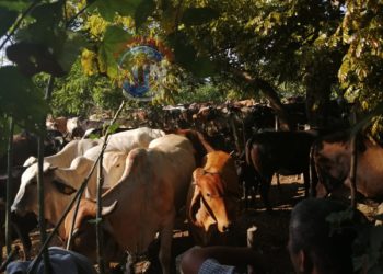 Asegura Fiscalía 341 semovientes en la región Costa de Chiapas