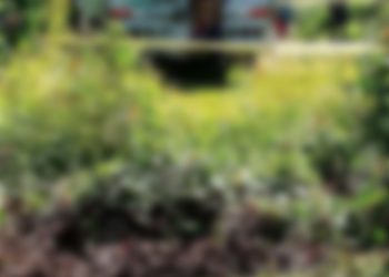 Menor se ahorcó en la calle