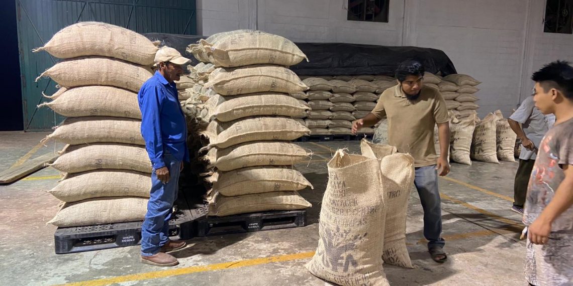 Primera Exportación Del Año A Francia, Realizan Productores De Cacao Orgánico Del Soconusco