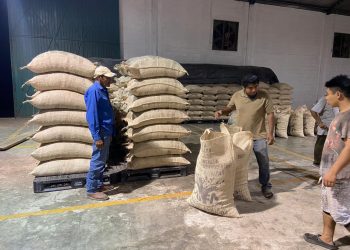 Primera Exportación Del Año A Francia, Realizan Productores De Cacao Orgánico Del Soconusco